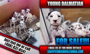 YOUNG DALMATIAN PUPPIES READY TO LEAVE