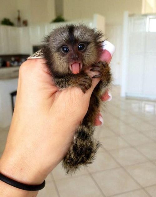 Socialized Finger Baby Marmoset Monkeys for sale