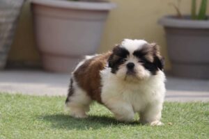 Welcome Home Happiness: Top Breeders of Quality Puppies in Gurgaon